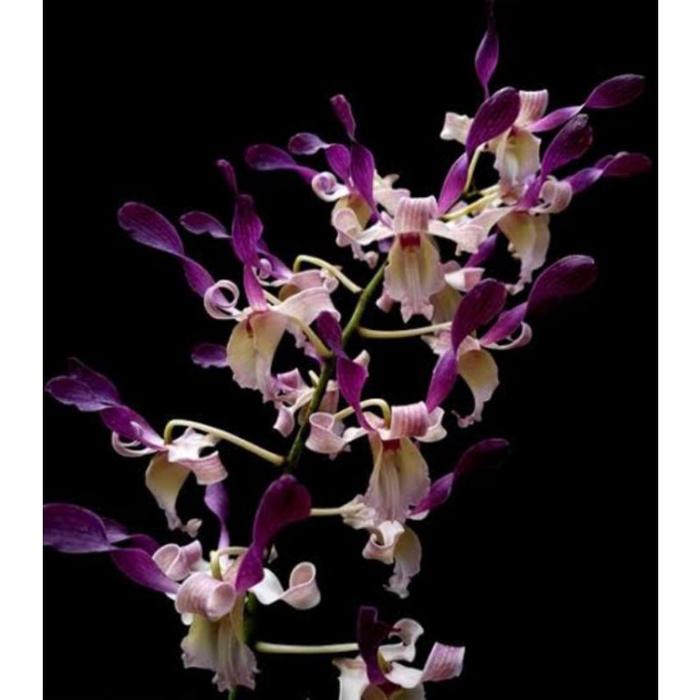Jual Anggrek Dendrobium spirit of java Remaja - Kota Bogor - Tina_flora ...