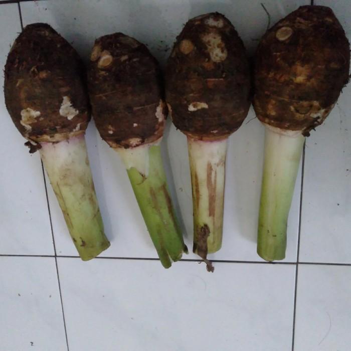Gambar Umbi Bentul segar dari DP Kusuma undefined Tokopedia