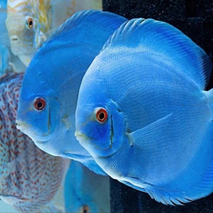 Gambar Ikan Discus Blue diamond- 4cm - 1,5cm dari jayaguppy undefined Tokopedia