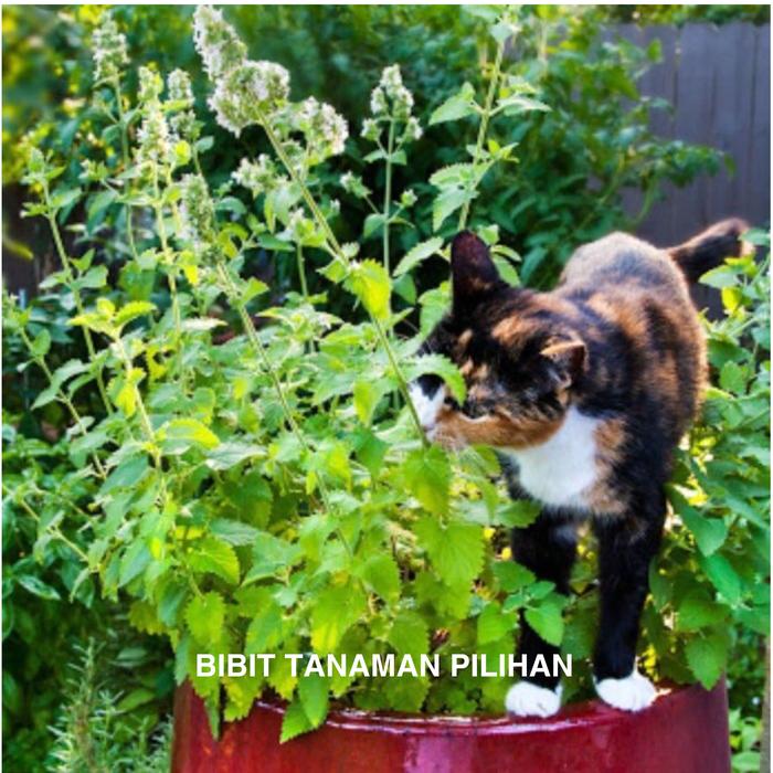 Gambar BIBIT TANAMAN CATNIP MAKANAN KUCING NEPETA CATARIA CATMINT dari BIBIT TANAMAN PILIHAN undefined Tokopedia
