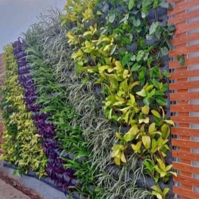 Gambar tanaman vertical garden 1 paket 100 polybek dari dastin taman hias undefined Tokopedia