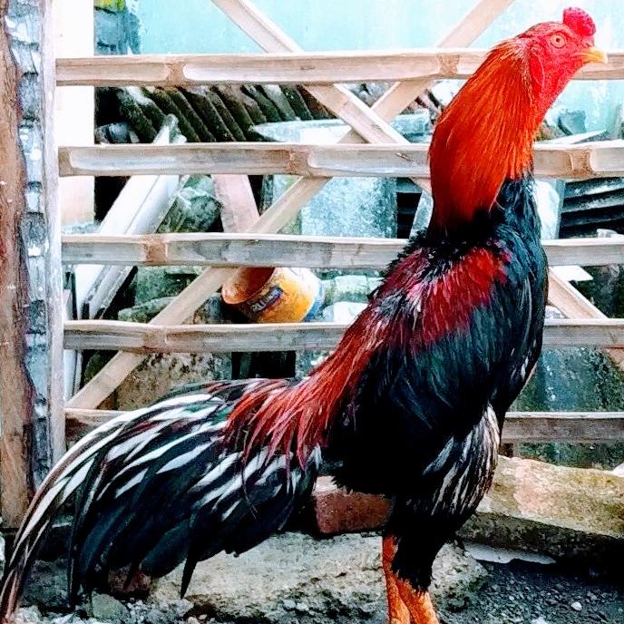 Gambar Ayam Pakoy Red Stone Maneedaeng/Brutal/Brakot/2xwin/uk6/umur15bulan dari Toko Semoga Untung undefined Tokopedia