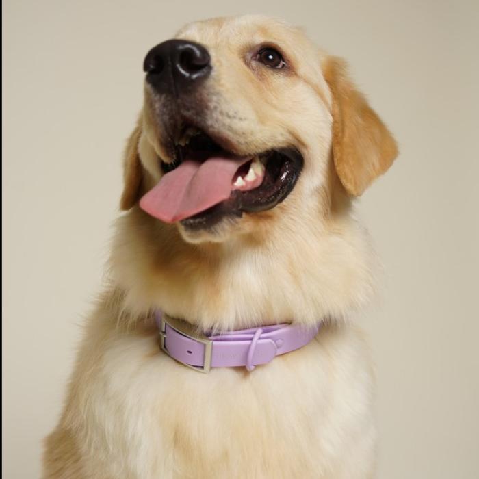 Gambar Furrentials Collar - GIPAWNCHY PETS - Bright Lilac, S dari GIPAWNCHY PETS undefined Tokopedia