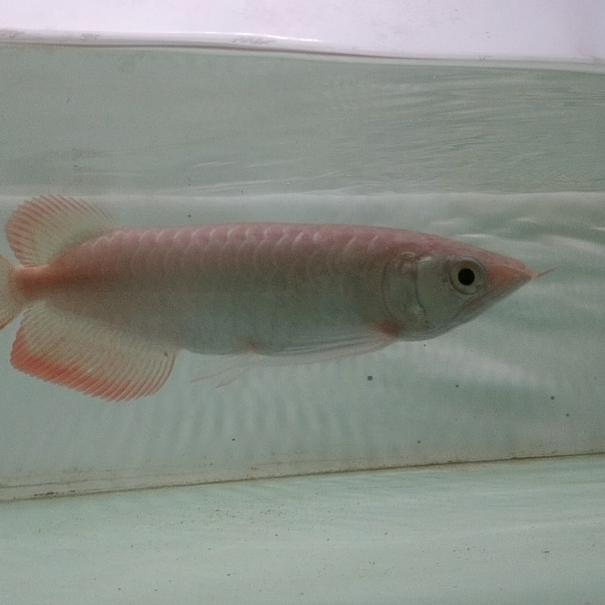 Jual arwana super red 20cm - Kab. Bekasi - adara aquatics | Tokopedia