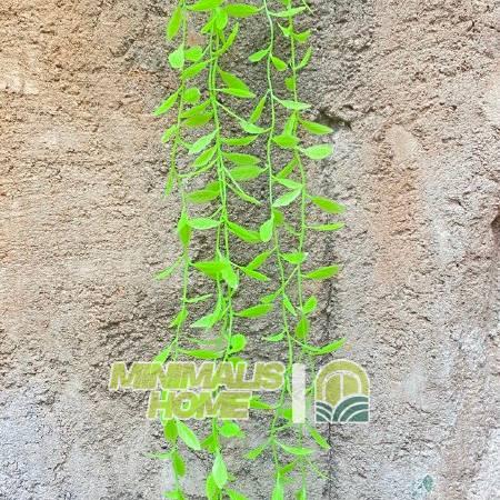 Gambar Daun Lee Kwan Yew Juntai Daun Yu Tirai Rambat Artificial Janda Merana - Hijau dari Minimalis Home Tokopedia undefined Tokopedia