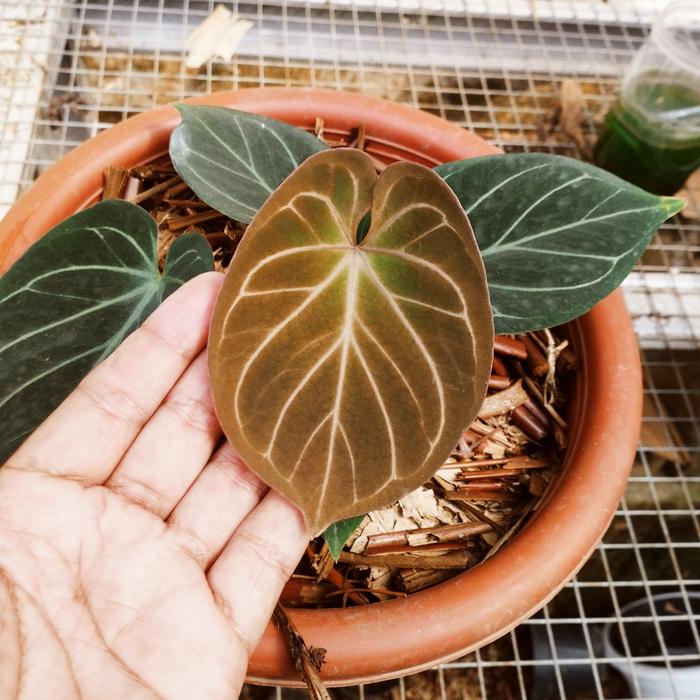 選抜]King of Spades x Red Crystalinum 【公式通販】