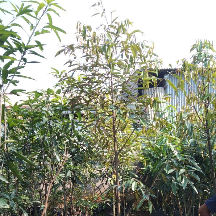 Gambar pohon durian besar tinggi 2 meter lebih dari Tania Flowrist undefined Tokopedia