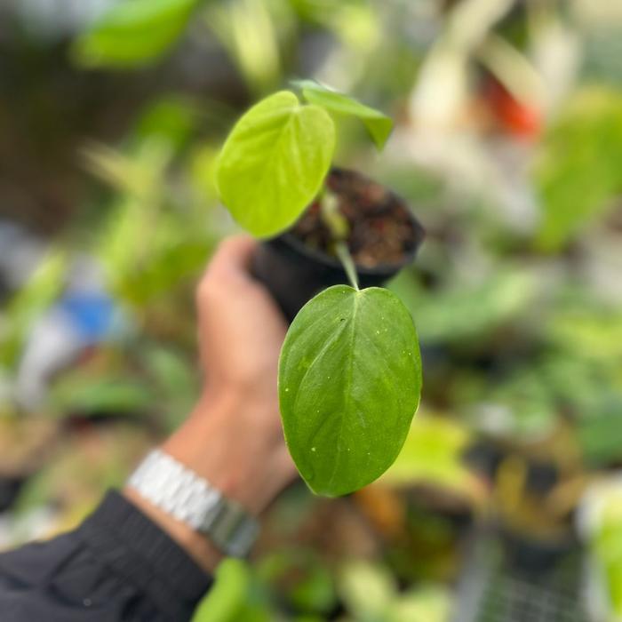 Gambar Philodendron Tenue sp real pict dari Helloplant Company undefined Tokopedia