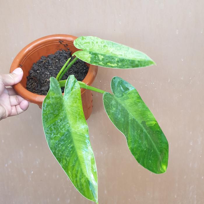 Gambar philodendron jose buono - Gambar A dari Green Fasyin undefined Tokopedia