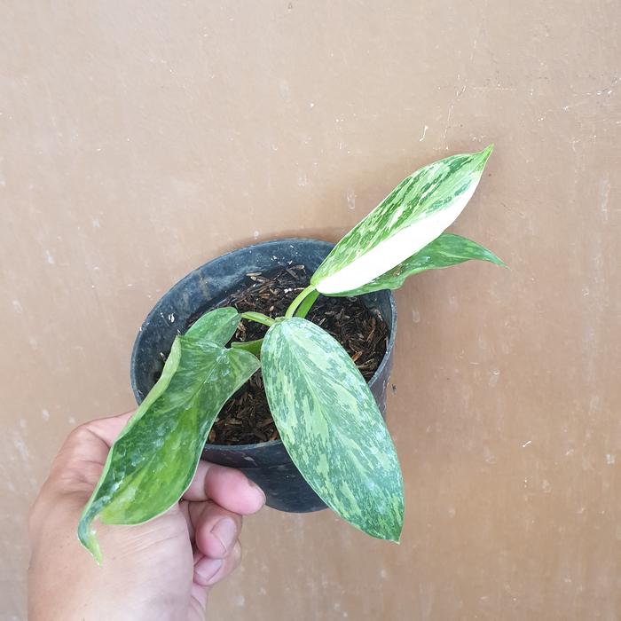 Gambar philodendron jose buono - Gambar B dari Green Fasyin undefined Tokopedia