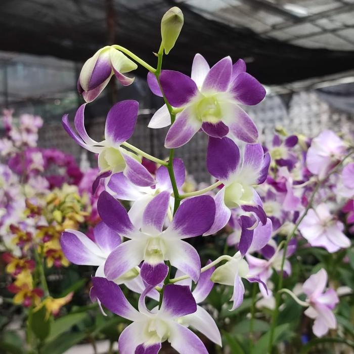 Gambar anggrek Dendrobium satuan deal live dari Ian Floris undefined Tokopedia