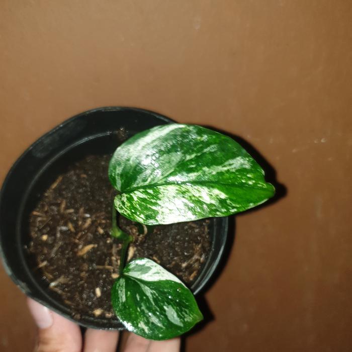 Gambar epipremnum sp bali varigata - Gambar A dari Green Fasyin undefined Tokopedia