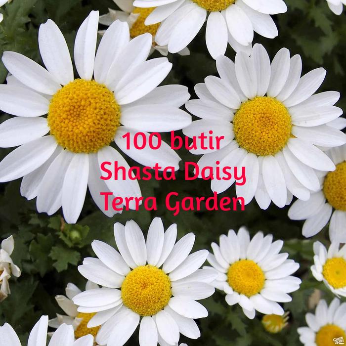Gambar Biji Benih Bunga Creeping Daisy Leucanthemum paludosum Tanaman Hias - Shasta Daisy100 dari Terra Garden undefined Tokopedia