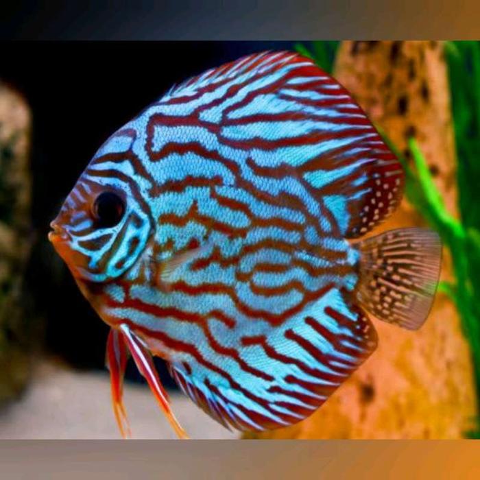Mix Discus Jual HIASAN AQUARIUM DISCUS MIX ||Rayakan DISCUS ||DISCUS - TURQUOISE ...