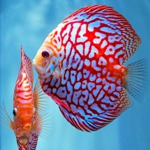 Mix Discus Jual HIASAN AQUARIUM DISCUS MIX ||Rayakan DISCUS ||DISCUS - PIGEON RED ...