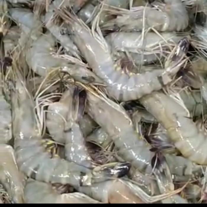 Gambar Udang Kecil, Medium dan Besar Segar Fresh - super, 1/4 kg dari Doyan Daging Store Depok undefined Tokopedia