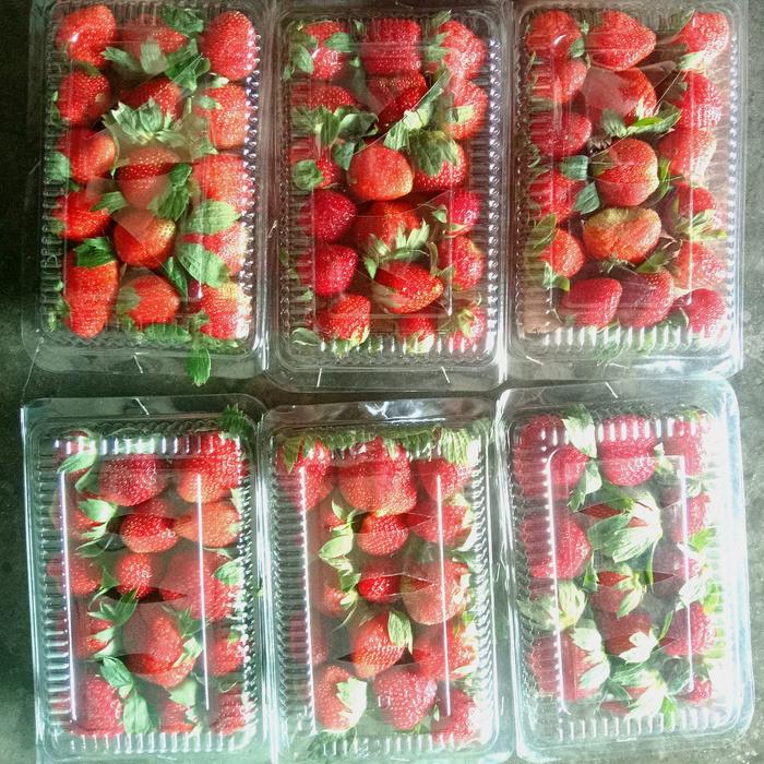 Gambar STRAWBERRY SEGAR 1 BOX BERAT 200 GRAM dari Family&#39;sFresh undefined Tokopedia