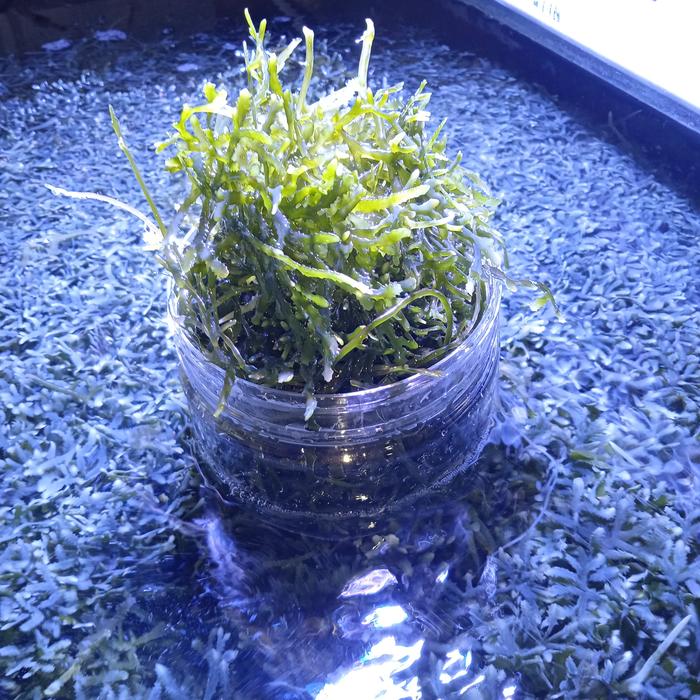 Gambar makro algae caulerpa/makro alga/filter alami/filter sum dari soulqua undefined Tokopedia