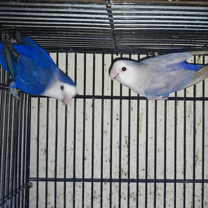 Gambar Lovebird Indukan Roseicollis Non Klep/NK mutasi Mewah dari sortowerbirdshop undefined Tokopedia