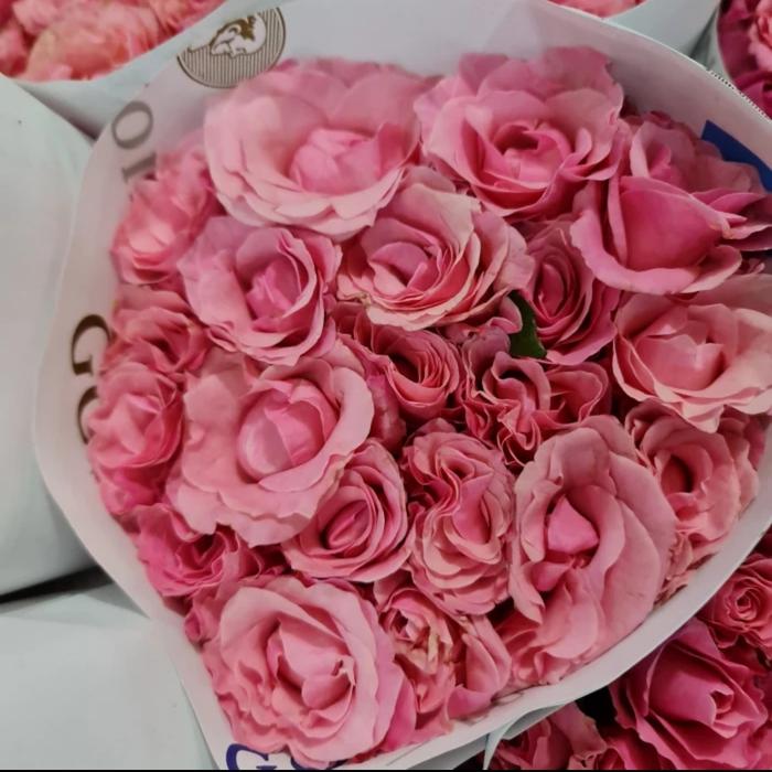 Gambar Bunga Mawar Malang Fresh - Putih dari Tevia Florist undefined 3 Tokopedia
