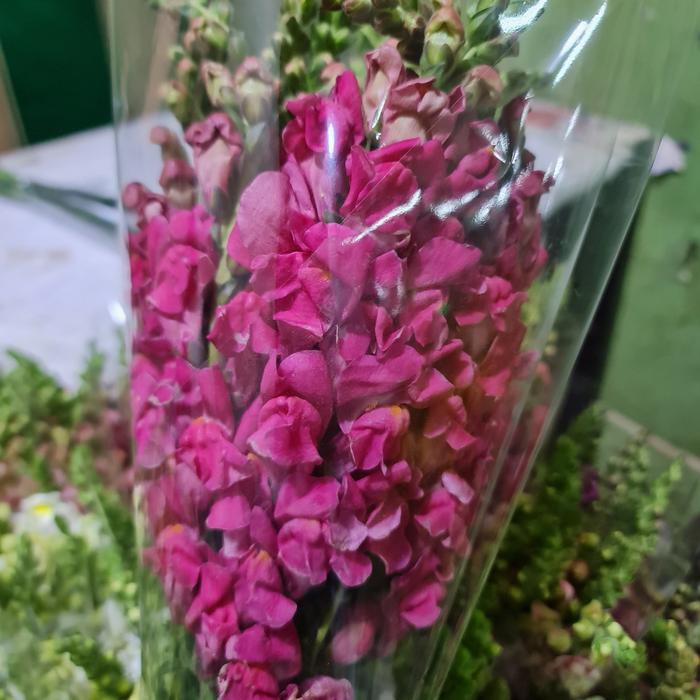 Gambar Bunga Snapdragon Fresh - Pink Fanta dari Tevia Florist undefined Tokopedia