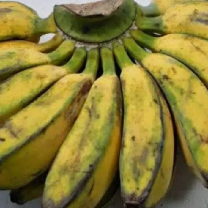 Gambar Aneka Buah Pisang (Ambon, Kepok, Raja, Susu, Mas, Candi ) - Pisang Kepok dari toko sayur dua dara undefined Tokopedia