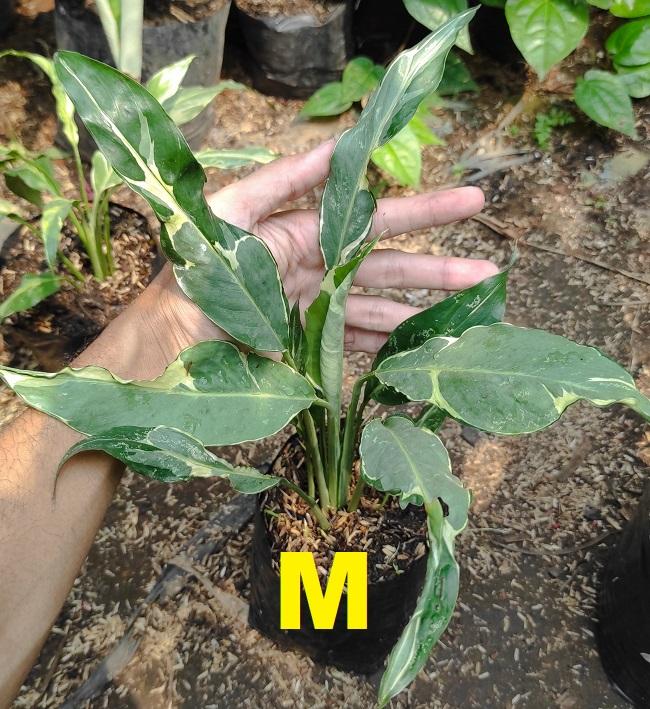 Gambar Tanaman Hias Spatufilum Deli / Delhi Variegata - Peace lily Varigata - M dari Ayo Berkebun_NEW undefined Tokopedia