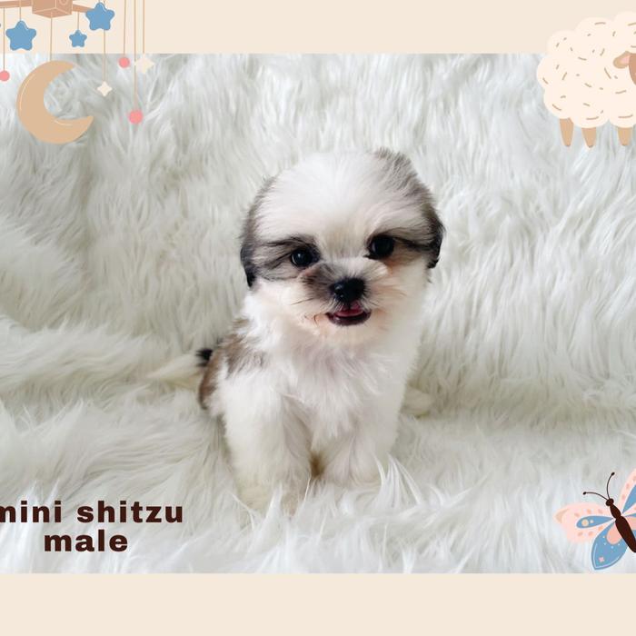 Jual Jual shitzu Kota Tangerang Lulupetshop Tokopedia