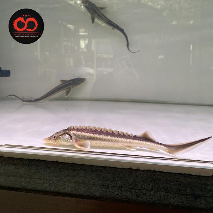 Gambar Russian Sturgeon Acipenser Diamond 10cm - High White dari INFINITY DRAGON AQUATICS undefined Tokopedia