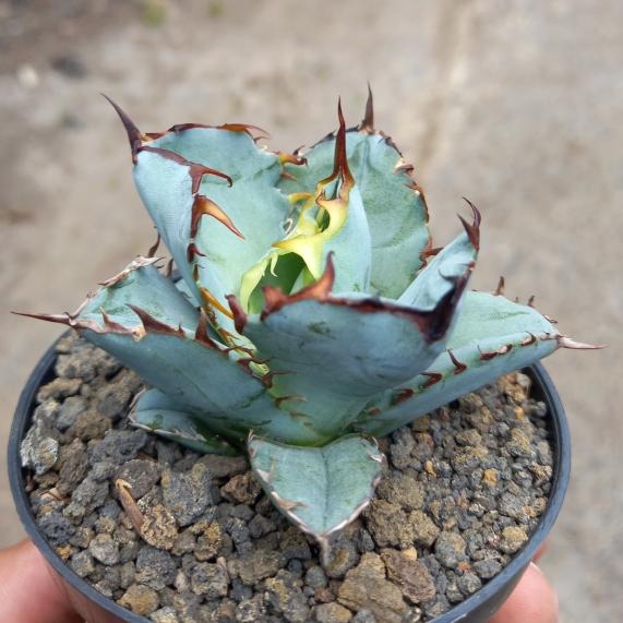 アガベ チタノタ × ブルーグロー ハイブリッド ブルーグローとチタノタ