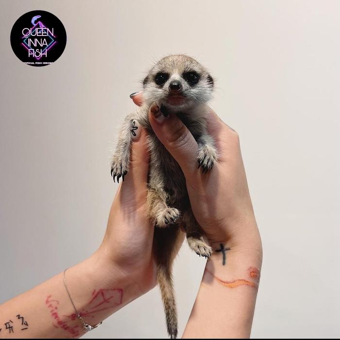Gambar Meerkat baby / merkat baby hewan peliharaan dari QUEEN INNA FISH ID undefined Tokopedia