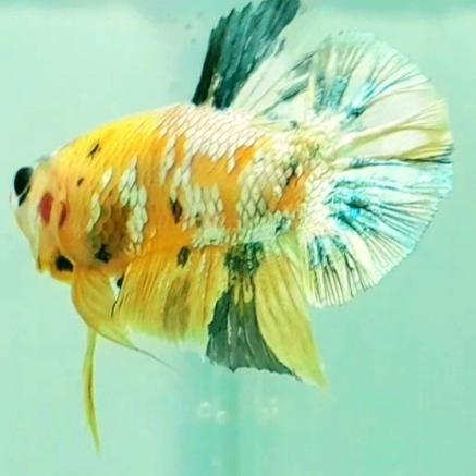 Gambar yellow koi copper dari Betta Tabo undefined Tokopedia