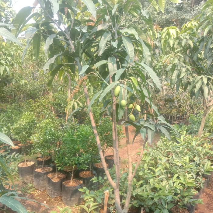Gambar pohon mangga Yuwen seri 6 berbuah dan bunga dari sukses trussss undefined Tokopedia