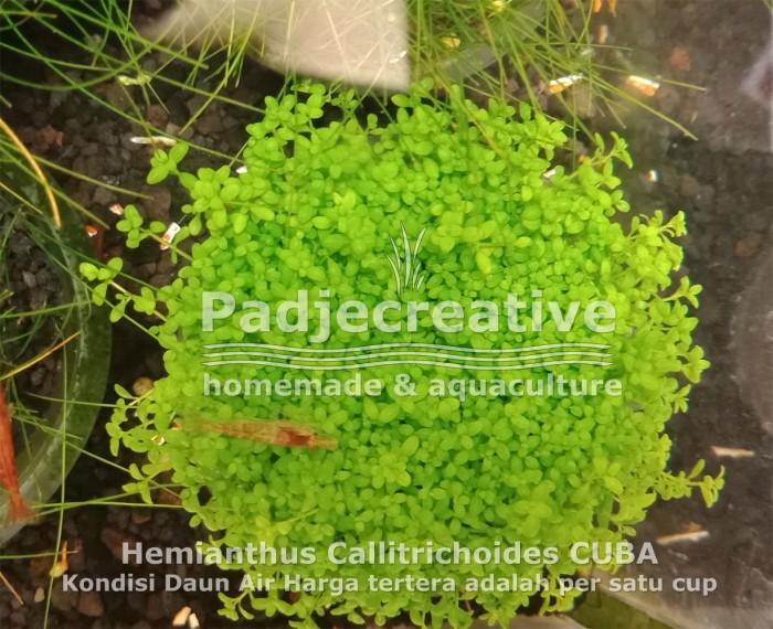 Gambar Hemianthus Callitrichoides HC "CUBA" wabikusa Karpet Hidup Aquascape - Daun Air dari padjeshop undefined Tokopedia