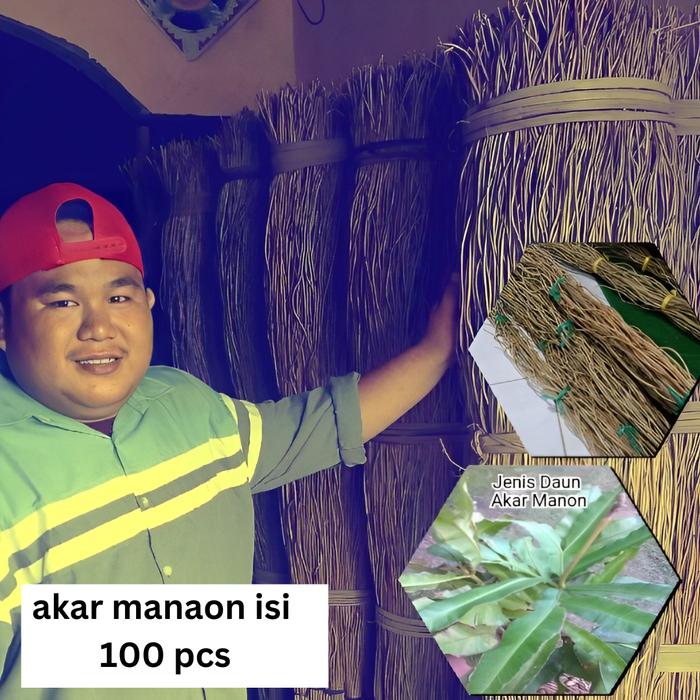 Gambar AKAR MANON DEKORASI PANJANG 160 CM ISI 100 BATANG  1Kg MUAT 200 Batang - ISI 50 BATANG, 160 CM dari Alberoid Official undefined Tokopedia