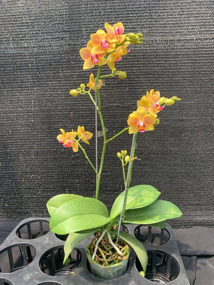 Gambar Tanman hias Anggrek Bulan mini sudah berbunga siap tanam - 01, masukan pot dari Helook shop undefined Tokopedia