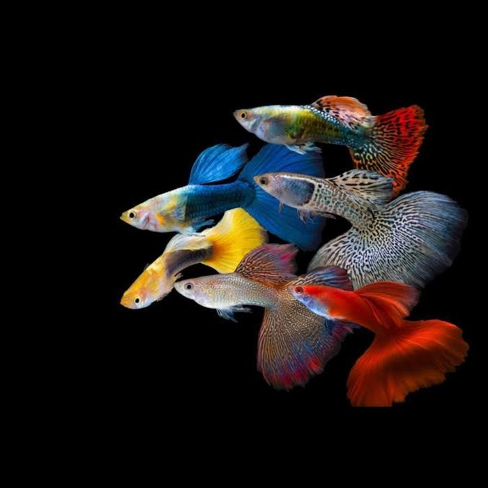 Gambar ikan hias guppy dragon dari Fauna aqua undefined Tokopedia