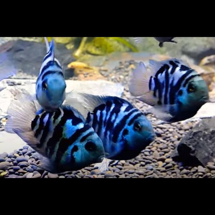 Gambar ikan hias blue polar parrot chicilid aquascape dari Fauna aqua undefined Tokopedia