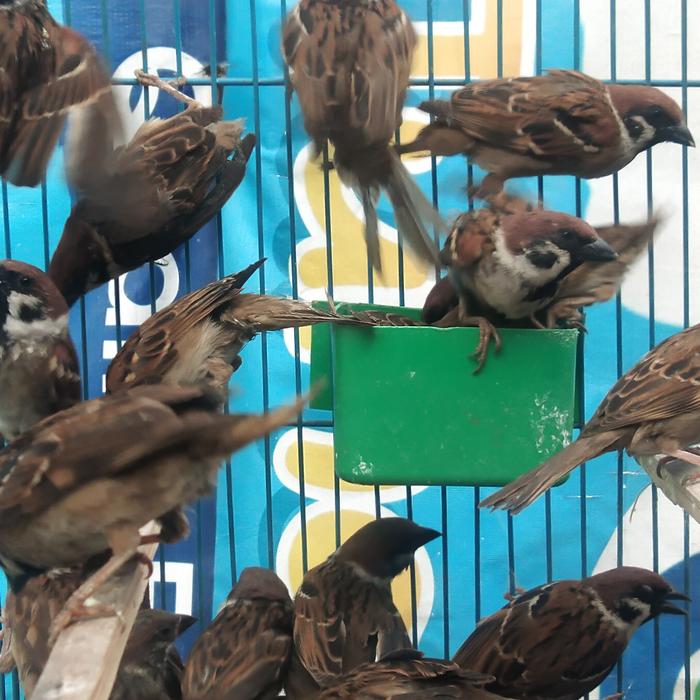 Gambar burung gereja pakan dari sahabat satwaa undefined Tokopedia