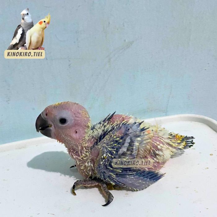 Gambar Baby Sun Conure / Sun Conure Jinak Skill / Burung Sun Conure Lolohan - Bulu jarum dari Kinokiro.tiel undefined Tokopedia