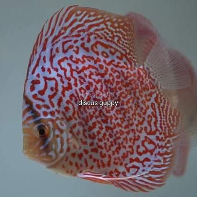 Gambar ikan discus leopard 1.5 in / 4cm - leopard dari discus guppy undefined Tokopedia