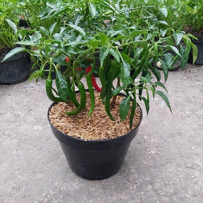 Gambar [ BIBIT ] pohon cabe atau cabai merah keriting dari RESTU FLOWER undefined Tokopedia