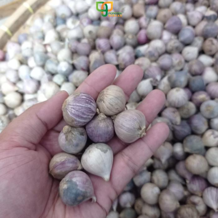 Gambar Bawang Putih Tunggal Lanang Ukuran Sedang Isi 1 kg Terlaris Terbaru - Medium 4gr-7gr dari PONDOK BERKAH_NEW undefined Tokopedia
