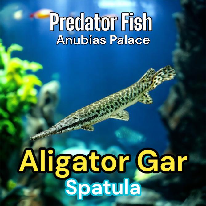 Gambar ALIGATOR GAR SPATULA / IKAN PREDATOR ALIGATOR SPATULA dari Anubias Palace undefined Tokopedia