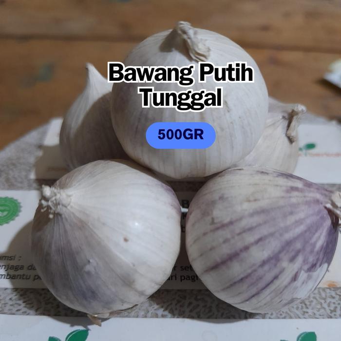 Gambar Bawang Putih Tunggal Lanang Ukuran Sedang Isi 500 gr Terlaris Terbaru - Besar 8gr-13gr dari PONDOK BERKAH_NEW undefined Tokopedia