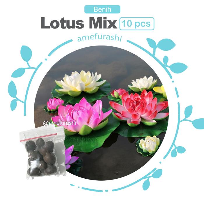 Gambar Bibit / Benih / Seed Globe Gilia Bunga Biru Cantik Cocok Untuk Halaman - lotus mix 10 dari amefurashi undefined Tokopedia