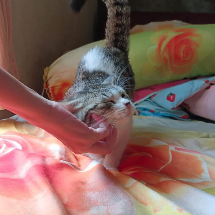 Gambar BACA DESKRIPSI = 2ekKucing Munchkin Jantan dan Betina14/04/2023 - Marble Pendek B dari TripleStar-jndlie undefined Tokopedia