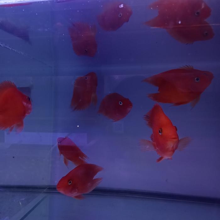 Gambar ikan perot no tails merah dari NZM AQUATIC. undefined Tokopedia