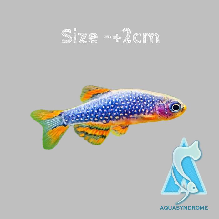 Gambar Ikan Hias Rasbora Harlequin/ Rasbora Kubotai/Ikan Hias Aquascape - Galaxy-+2cm dari Kiddies World undefined Tokopedia