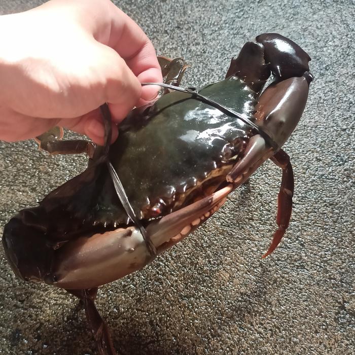 Gambar Kepiting Hidup Jumbo - (Size 700-800 Gram) dari Boss Kepiting Gemoy undefined Tokopedia